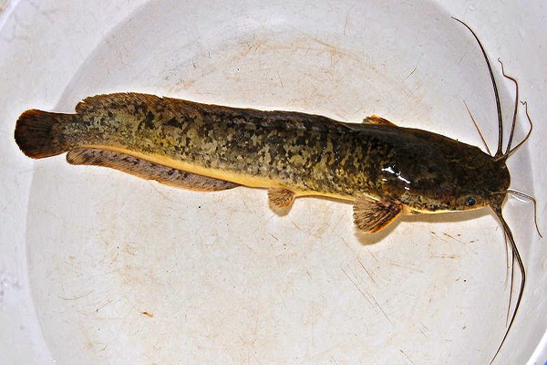 Lele dumbo (Clarias garie) yang mulai memenuhi Indonesia, hampir menggantikan posisi lele kampung. Foto: Wikipedia