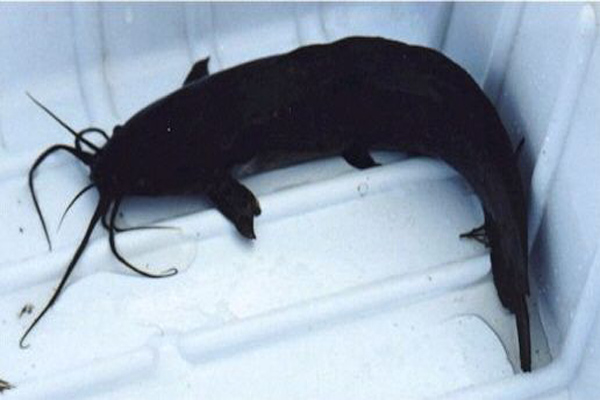 Lele lokal (Clarias batrachus) mulai menjadi 'tamu' di daerah asal setelah hadir ikan impor, lele dumbo. Foto: Wikipedia 