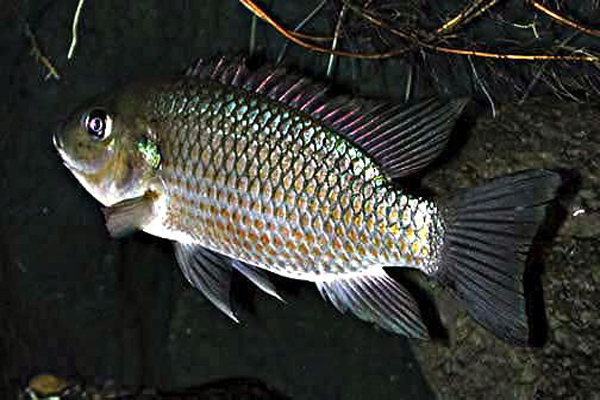 Mujair atau Oreochromis mossambicus sudah mulai sulit dicari berganti nila, awalnya ikan impor. Foto: Wikipedia