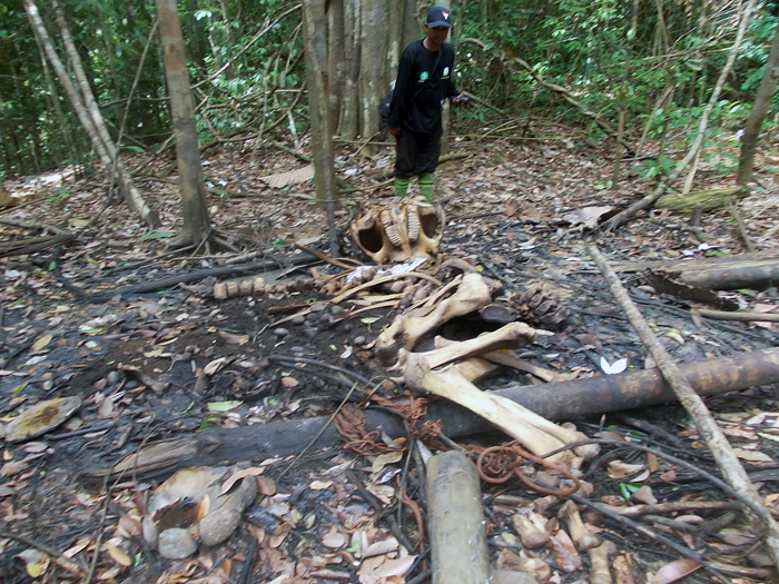 Tulang belulang gajah ditemukan bersama jerat kabel di sekitar hutan Soraya-Bengkung Kota Subulussalam dekat Taman Nasional Gunung Leuser. Gajah ini dibunuh dan diambil gadingnya. Foto: Forum Konservasi Leuser