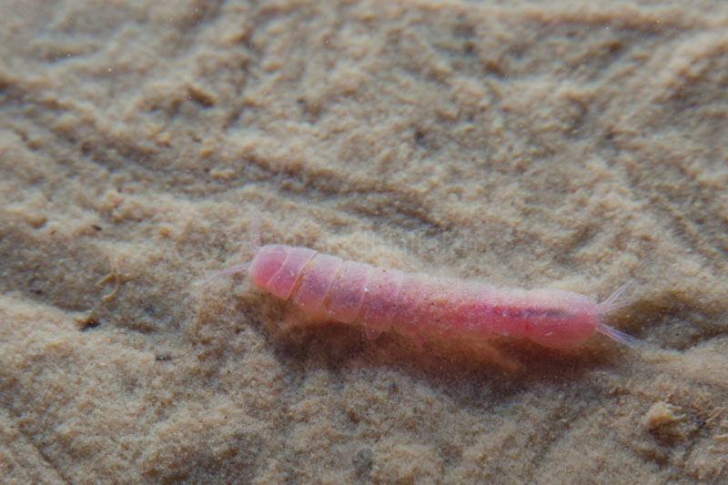 Stenasellus javanicus, Isopoda merah muda dari Gua Cikarae, Desa Leuwi Karet, Kecamatan Kelapa Nunggal, Kabupaten  Bogor, Jawa Barat. Foto : A.B. Rodhial Falah