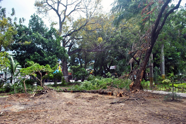 Kondisi taman kota yang telah ditebang dan akan dijadikan lahan parkir, setelah Iwan Fals melakukan penanaman pohon, Sabtu, 16 Agustus 2014. Foto: Christopel Paino
