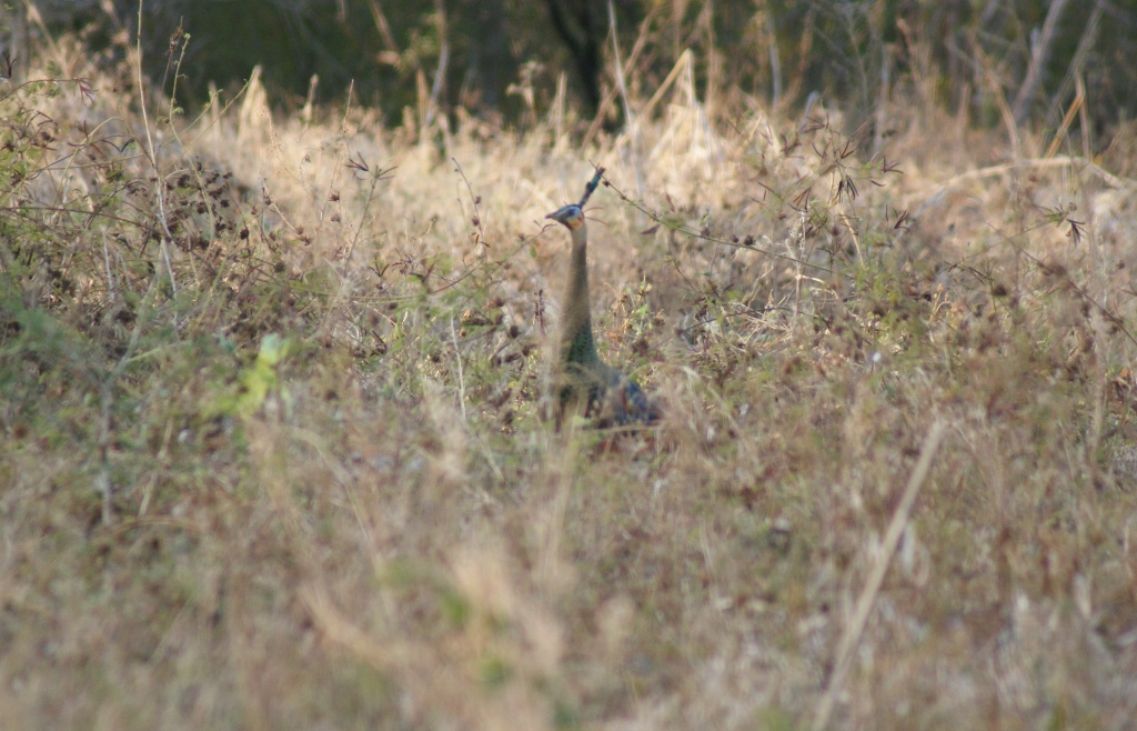 Burung Merak mencari makan di savana Taman Nasional Baluran. Foto : Petrus Riski