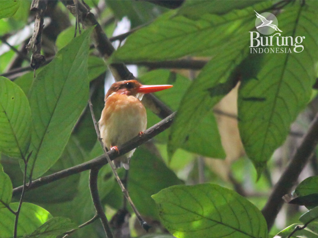 Udang-merah sulawesi (Ceyx fallax). Foto: Burung Indonesia/Barend van Gemerden