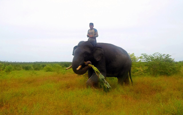 Tulus bersama Didi, pawang, di sekolah gajah Padang Sugihan Kabupaten Banyuasin. Foto: Taufik Wijaya
