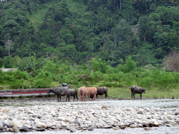 Hutan alam di Aceh seluas 3.3 juta hektar,  harus dikelola secara lestari. Foto: Chik Rini