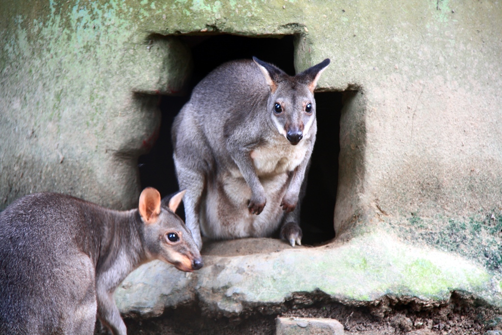 Salu, kanguru Papua (Thylogale brunii)  yang ada di Taman Rimbo Jambi. Foto : Lili Rambe