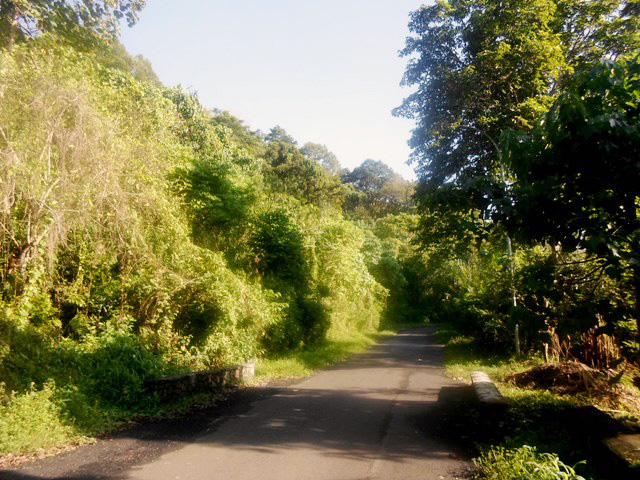 Jalan yang menjadi pembatas Bukit Sulap di TNKS dengan tanah warga. Foto: Taufik Wijaya