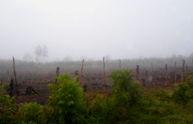Pembakaran lahan perkebunan karet di Kabupaten Musirawas Sumsel, yang diambil awal Agustus 2014 lalu. Foto Deddy Pranata
