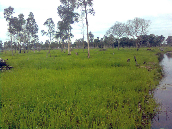 Inilah sawah warga Desa Nusantara yang terancam dirampas PT. Selatan Agro Makmur Lestari (PT. SAML). Foto: Muhammad Hairul Sobri