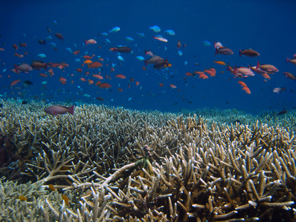 Keanekaragaman hayati di Pulau Mandiki, Sumbawa Barat. Foto: WCS