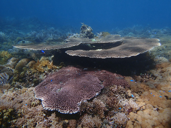 Keindahan terumbu karang di Pulau Kenawa, Sumbawa Barat. Foto: WCS