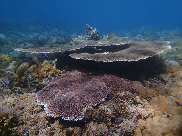 Keanekaragaman hayati di Pulau Kenawa, Sumbawa Barat. Foto: WCS