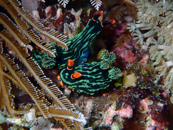 Keanekaragaman hayati di Pulau Kenawa, Sumbawa Barat. Foto: WCS