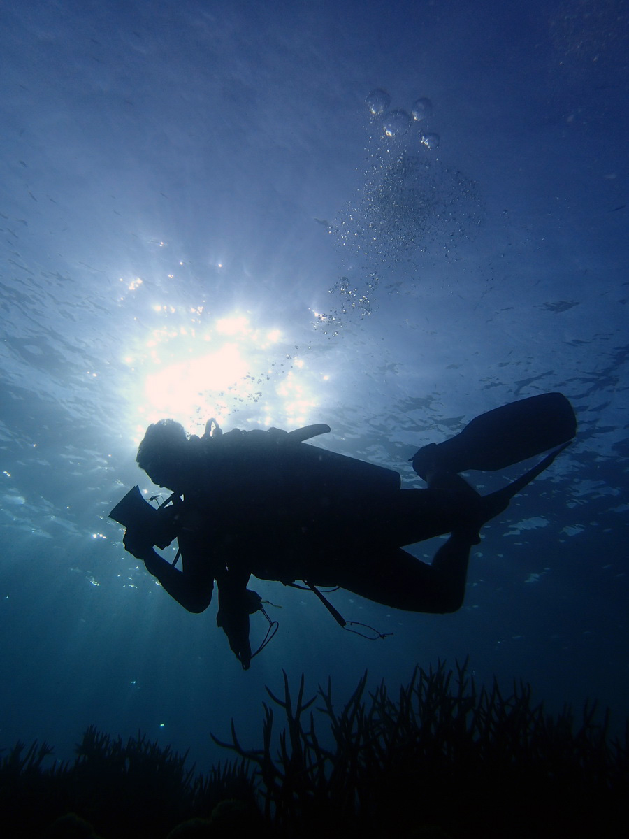 Indahnya pemandangan bawah laut di Sumbawa Barat. Foto: WCS