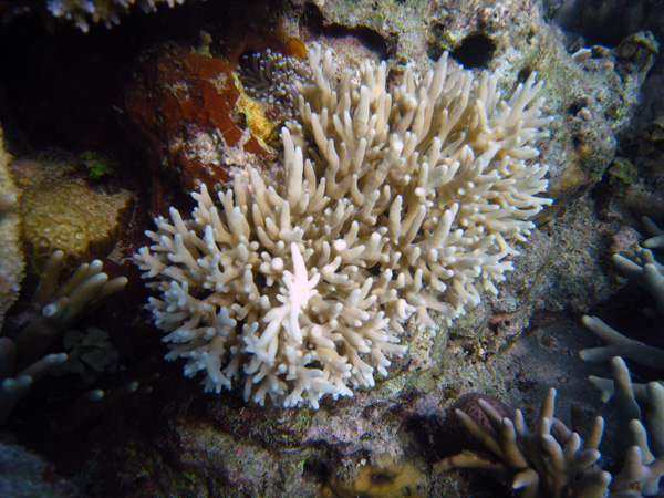 Keanekaragaman hayati di utara Pulau Ngali, Sumbawa. Foto: WCS
