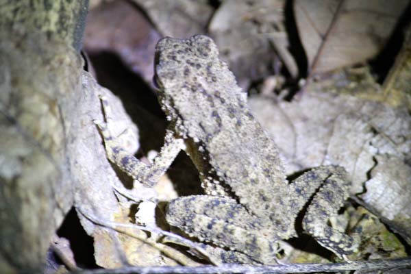 Kodok Puru, salah satu  yang ditemukan oleh Komunitas Herpetologi Mania di Hutan Simbahe. Foto: Ayat S Karokaro