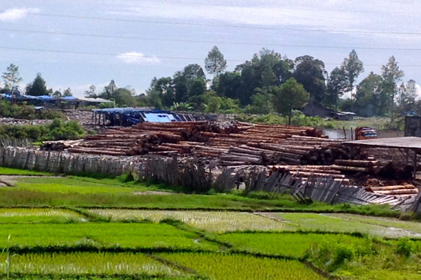 Ribuan kubik kayu dari hutan lindung di kawasan Humbahas, Simalungun, hingga Tapanuli Utara ini banyak tergerus. Pemerintah Sumut kini galau karena SK penunjukan kawasan hutan oleh Kemenhut telah dipatahkan MA, RTRW daerah inipun terancam molor. Foto: Ayat S Karokaro