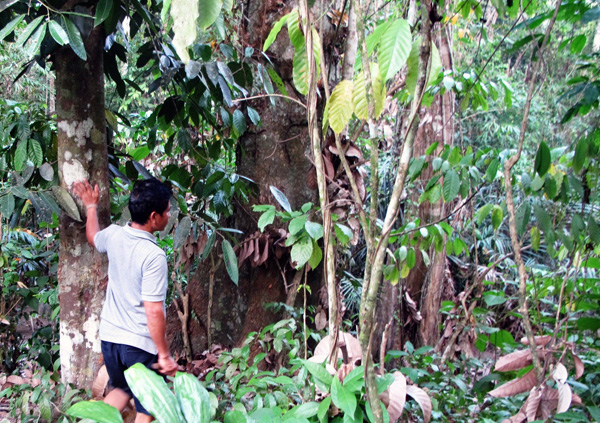 Darmadi (44), warga Desa Petebang Jaya menunjukkan kebun buah di halaman belakang kediamannya. Foto: Andi Fachrizal
