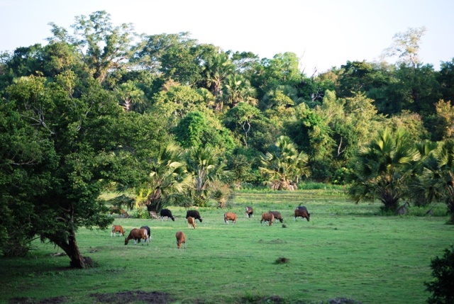 Pemandangan di Savana Sadengan, Taman Nasional Alas Purwo. Foto: Asep Ayat