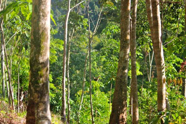 Pohon-pohon karet, durian dan lain-lain milik warga di hutan Nagari Sei Buluh, Sumbar. Mereka sudah mendapatkan izin hutan nagari dari Kementerian Kehutanan, sejak 2013. Namun, hingga kini, mereka tak mengetahui batas-batas hutan nagari itu. Foto: Sapariah Saturi