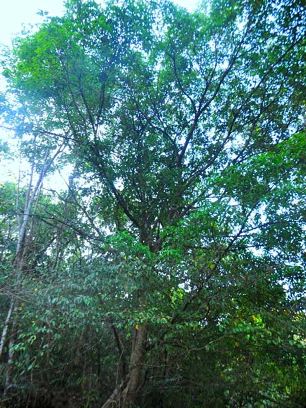 Pohon pikus yang ada di tepian dan sekitar jalan yang masuk tanam nasional bakal terkena tebang kala pembangunan jalan. Buah pohon itu, salah satu makanan utama monyet endemik Sulawesi. Foto: Eko Rusdianto