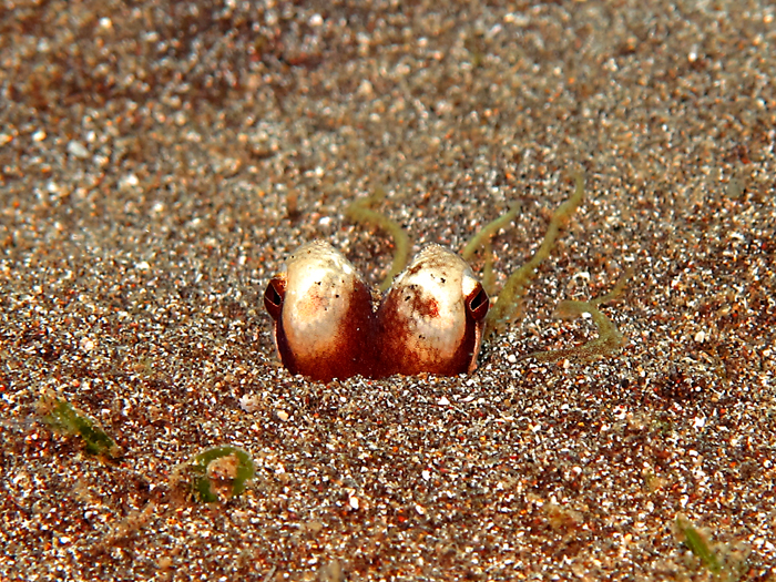Gurita kelapa Amphioctopus marginatus bersembunyi di dasar laut dengan hanya menyisakan matanya saja. Foto : Wisuda