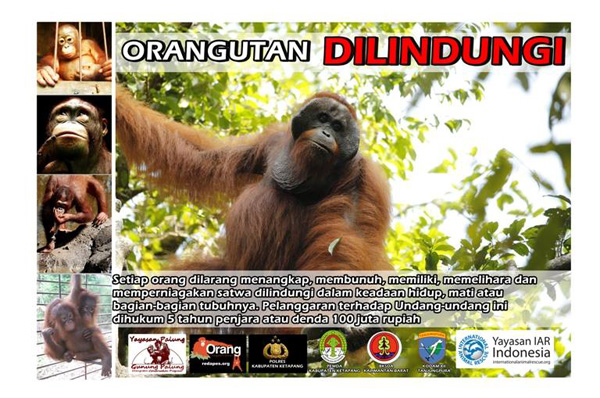Baliho seruan penyelamatan dan perlindungan orangutan ini akan di pasang di beberapa titik di Kecamatan Tayap, Ketapang, selama pelaksanaan Pekan Peduli Orangutan 2014