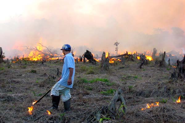 Kala perlindungan gambut lemah, lahan gambut dalam pun tereksploitasi hingga berpotensi kebakaran, seperti di Jambi ini. Akankah PP Gambut, menjawab perlindungan gambut tersisa di Indonesia? Foto: Elviza Diana