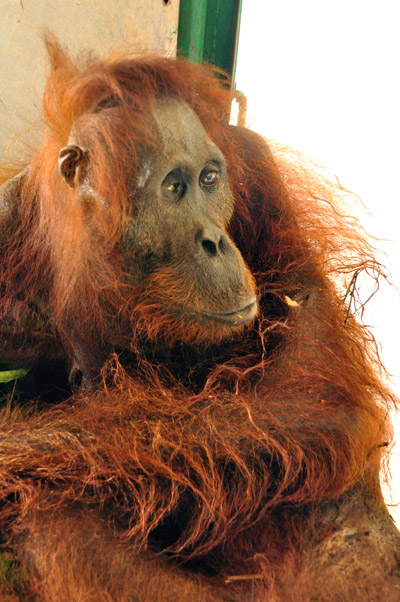 Kondisi orangutan ini sebelum dioperasi cukup mengenaskan. Kedua kaki dan lengannya patah. Foto: Yayasan BOS Nyaru Menteng