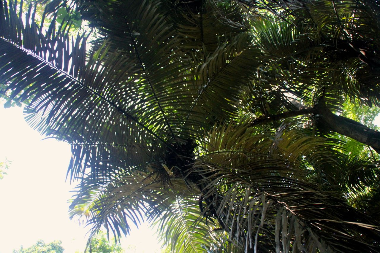 Langkap (Arenga obtusifolia) adalah sejenis aren invasif tinggi antara 10-15 m yang cepat berkembang biak, mengancam tumbuhan vegetatif pakan badak di Ujung Kulon. Foto: Ridzki R. Sigit