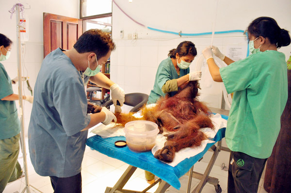 Operasi medis dilakukan untuk menyelamatkan orangutan betina malang tersebut. Foto: BOS Nyaru Menteng