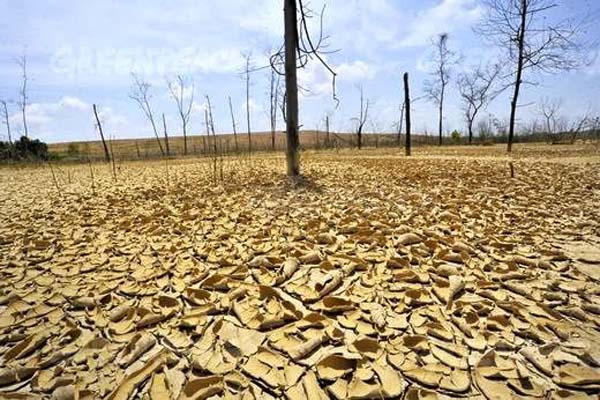 Setelah kawasan digunakan untuk tambang di Asam-asam, pepohonan pun mengering dan tak bisa tumbuh. Foto: Yudhi Mahatma / Greenpeace