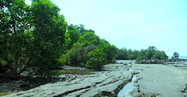 Tempat belajar pemulihan ekosistem mangrove di Maros, Sulsel. Yoga Pribadipun belajar ke sini, dengan harapan bisa membantu agar mangrove di Timika, tak makin hancur. Foto: Eko Rusdianto