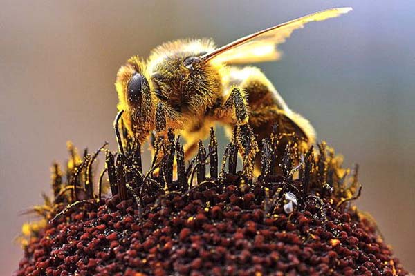 Lebah memiliki banyak manfaat bagi manusia. Iajuga menjadi faktor penting dalam keberlangsungan tanaman. Foto: Wikipedia