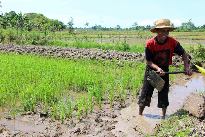 Petani di Desa Sidorejo, Kecamatan Penajam, Kaltim, masih mengandalkan hujan sebagai sumber utama irigasi mereka. Foto: Hendar