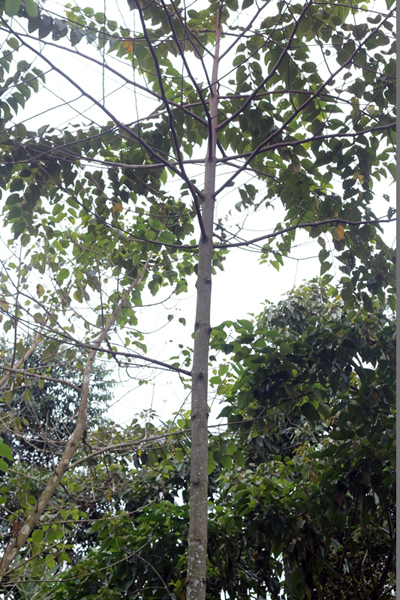 Pohon endelupang, bahan baku utama pembuatan kincir untuk menggiling padi dan kopi yang di wilayah PAsemah dinamakan antan delapan. Foto: Romi Yusuf