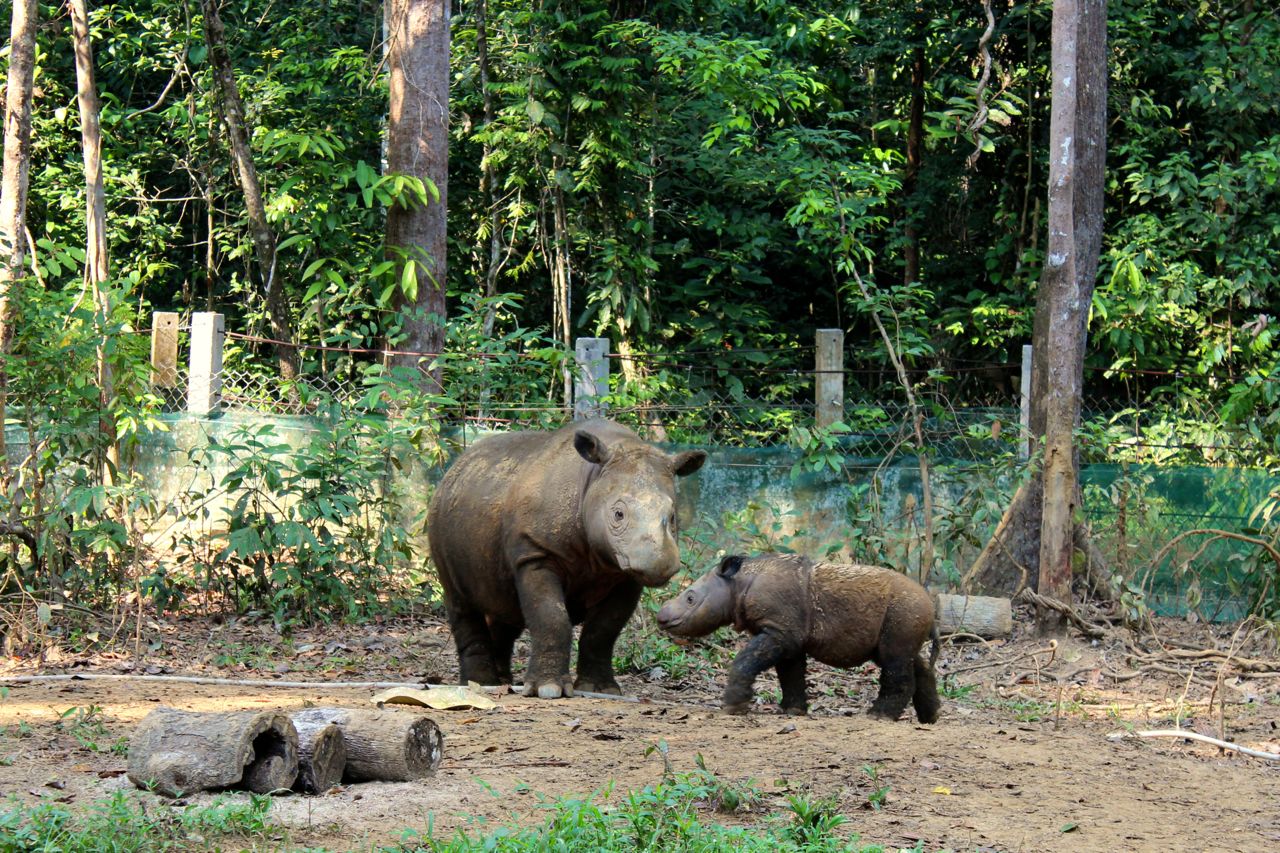 Ratu dan Andatu, induk dan anak badak di SRS-TNWK (Foto Haerudin R. Sadjudin-Dokumen YABI-TFCA-Sumatra)