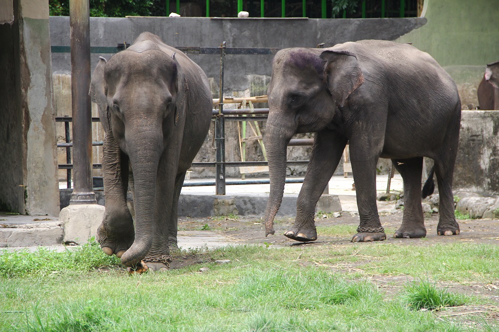 gajah Shinta dan Natasya yang dipindahkan dari Pusat Latihan Gajah Seblat di Bengkulu ke Lembaga Konservasi Gembira Loka Zoo di Yogyakarta. Foto : Tommy Apriando