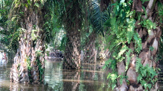 Kebun sawitpun terendam. Alih fungsi hutan menjadi kebun sawit, dituding menjadi salah satu penyebab terjangan banjir ke daerah ini. Foto: Ayat S Karokaro