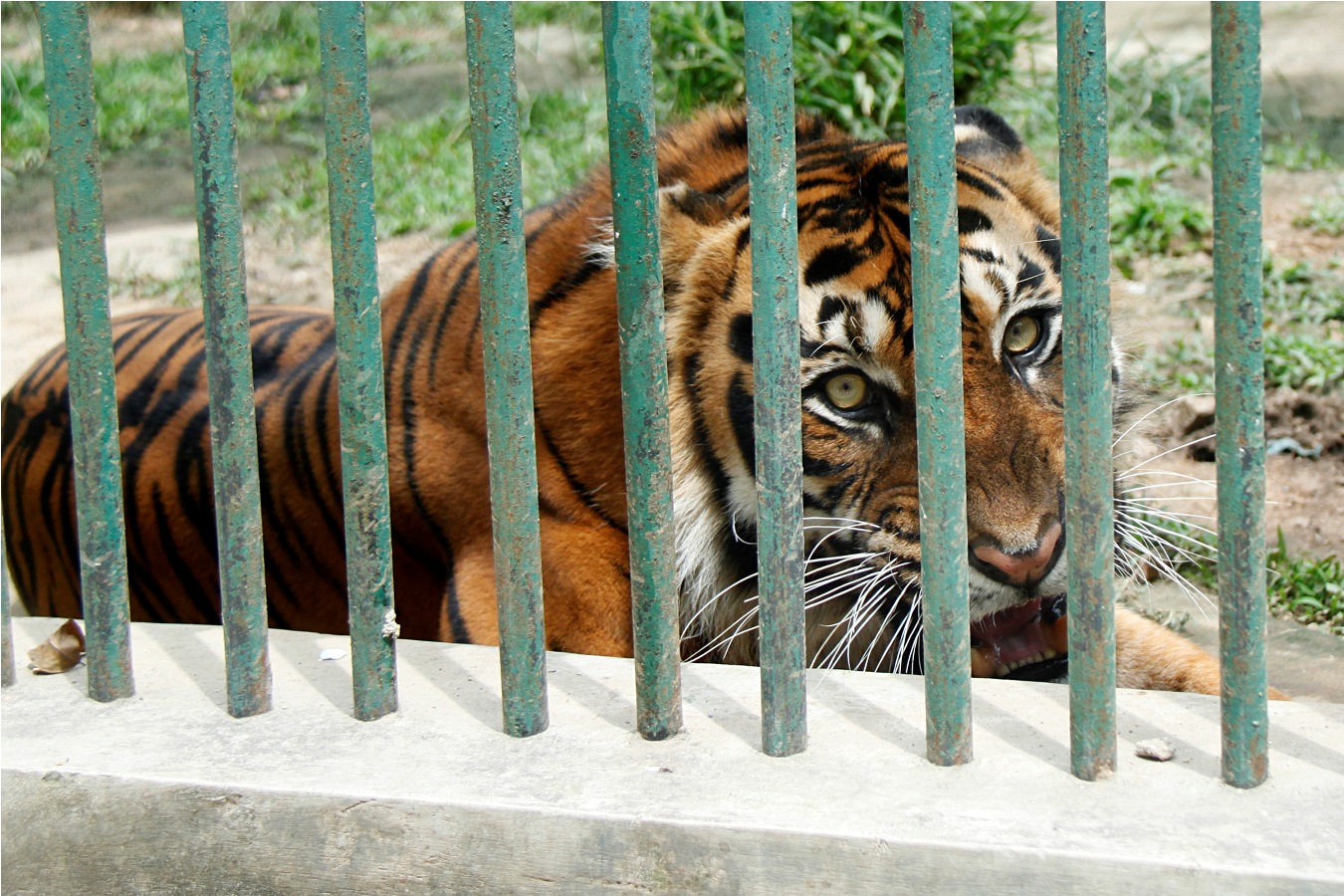 Kondisi Sean, seekor harimau sumatera (Panthera tigris sumatrae), setelah kematian Sandy, koleksi Taman Marga Satwa dan Budaya Kinantan (TMSBK) Kota Bukittinggi, Sumatera Barat. Foto : Rico Coubout