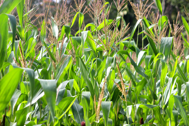 Sebagian besar warga kampung ini menanam jagung. Hasil per hektar cukup menjanjikan sekitar enam ton. Namun, sebagian besar petani terjerat utang dengan para tengkulak. Foto: Sapariah Saturi