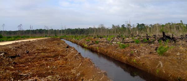 Kanal-kanal dibuah dengan membelah gambut. Kala, gambut kering, ia menjadi pemicu kebakaran lahan. Foto: Indra Nugraha