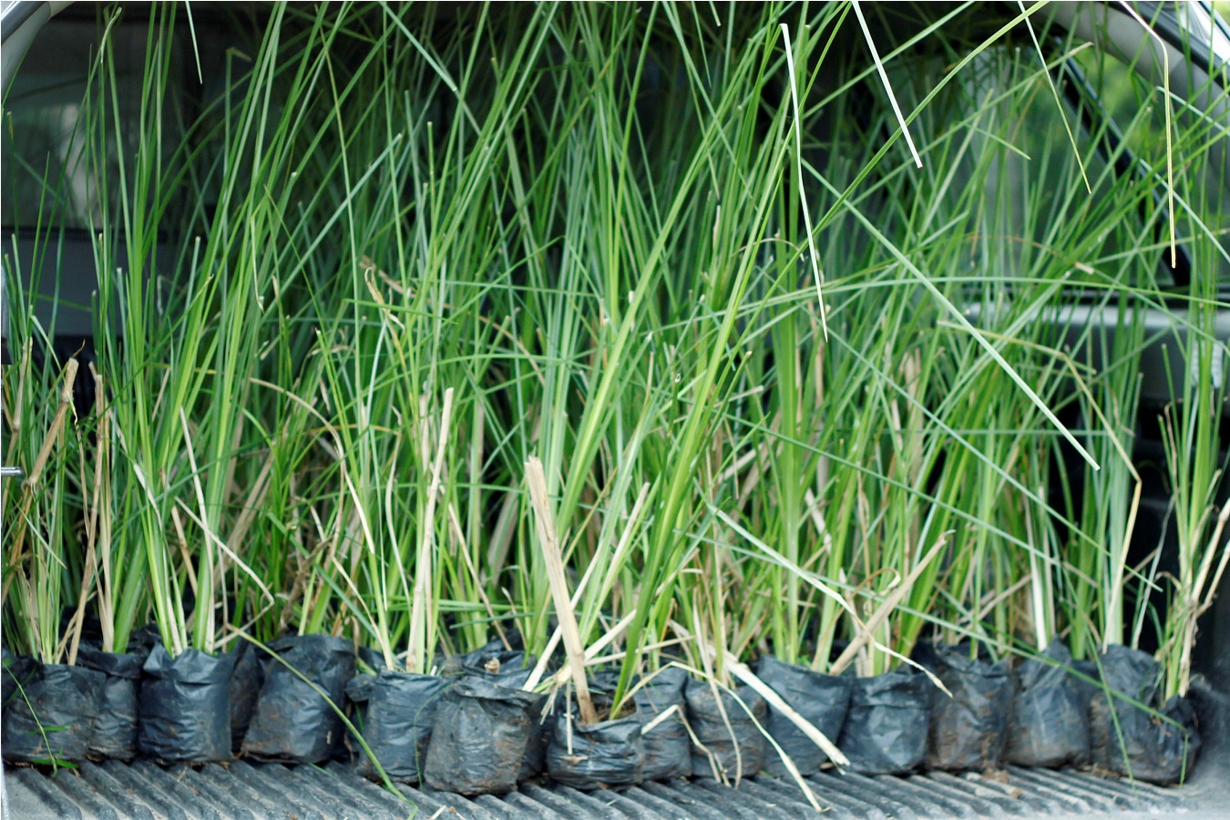 Rumput vertiver yang dapat memitigasi bencana longsor di Korong Hilalang Gadang, Kabupaten Padang Pariaman, Sumatera Barat. Foto: Riko Coubut