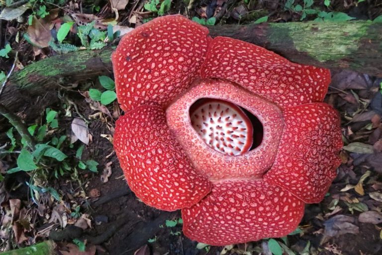 Foto: Inilah Keindahan Bunga Rafflesia yang Sedang Mekar di Alam