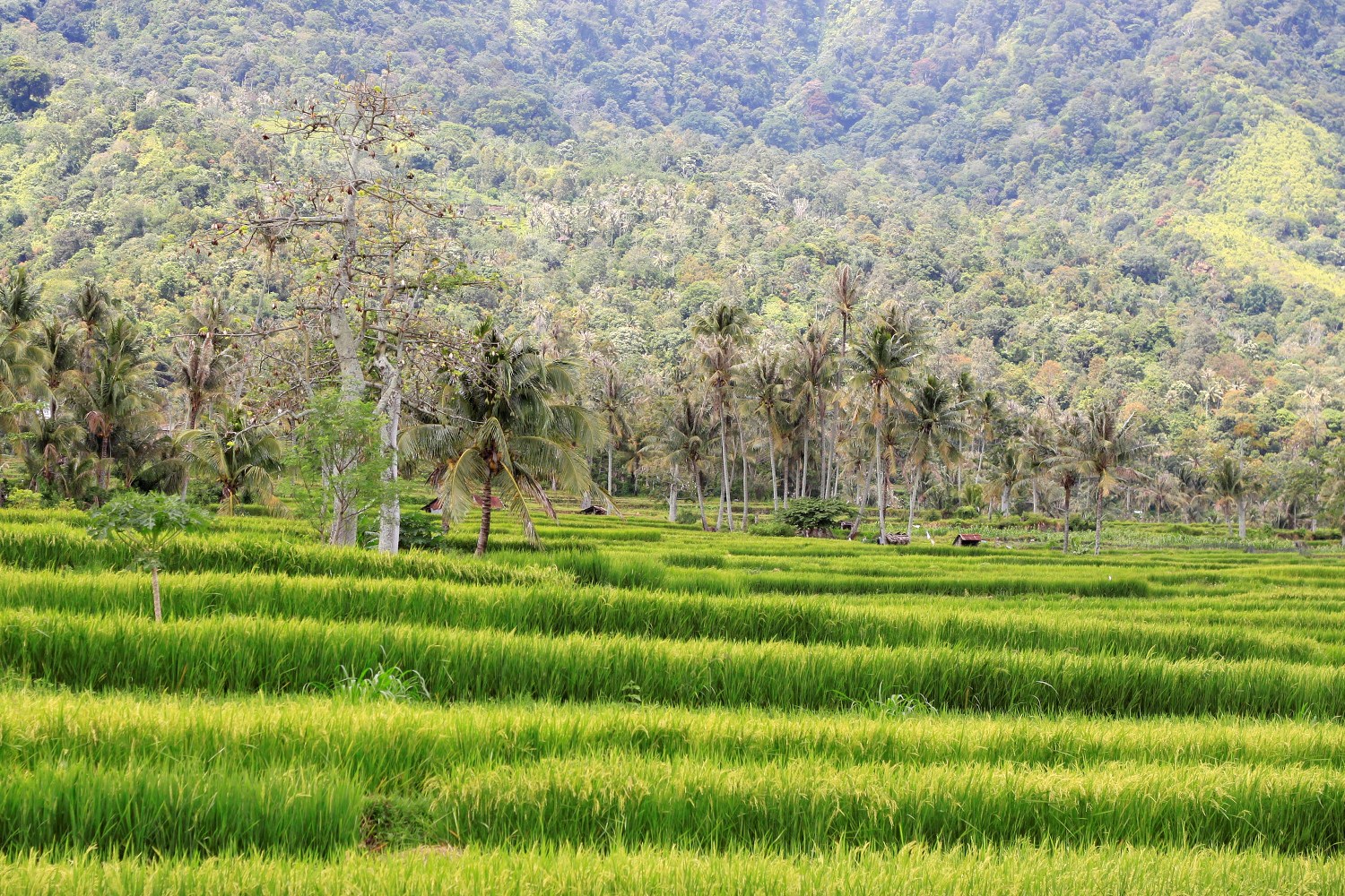 Hamparan sawah masyarakat yang berdampingan dengan kawasan hutan di Nagari Guguk Malalo, Kabupaten Tanah Datar, Sumatera Barat. Foto: Riko Coubut