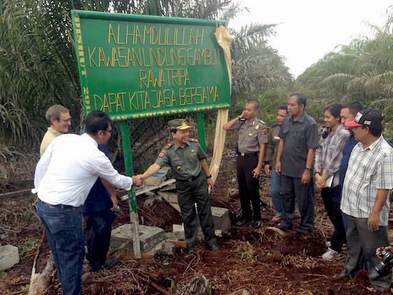 Proses rehabilitasi Rawa Tripa telah dilakukan dengan penanaman sejumlah pohon dan penutupan kanal. Foto: Firman Hidayat
