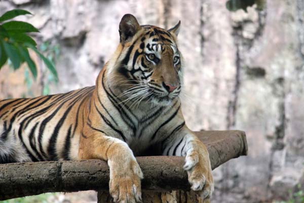 Harimau Sumatera, salah satu satwa langka yang makin terancam karena habitat di TN Batang Gadis dan Batang Toru, terkikis pelahan. Salah satu penyebab, operasi perusahaan tambang. Foto: Sapariah Saturi