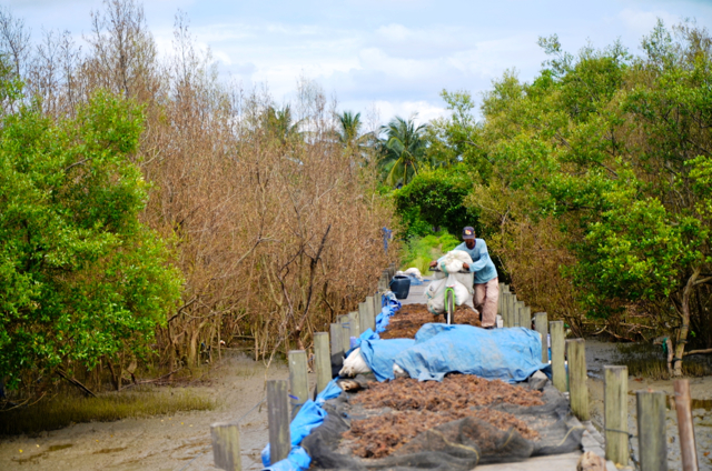 Sahariah menunjukkan lokasi pertama kali serangan hama itu ditemukan oleh anaknya. Sebagian besar tanaman layu kecoklatan seperti habis terbakar. Foto: Wahyu Chandra