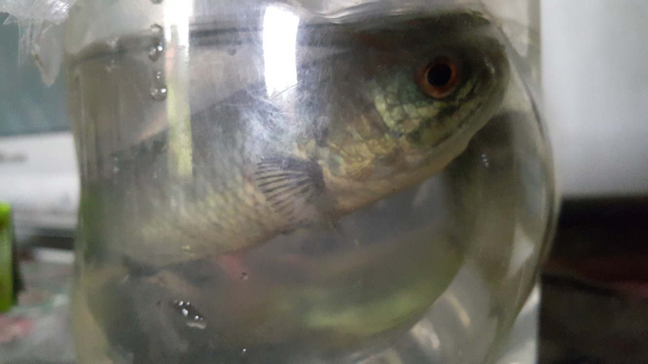 Ikan bentok, salah satu ikan air tawar yang populasinya makin berkurang di sungai. Foto : Tommy Apriando